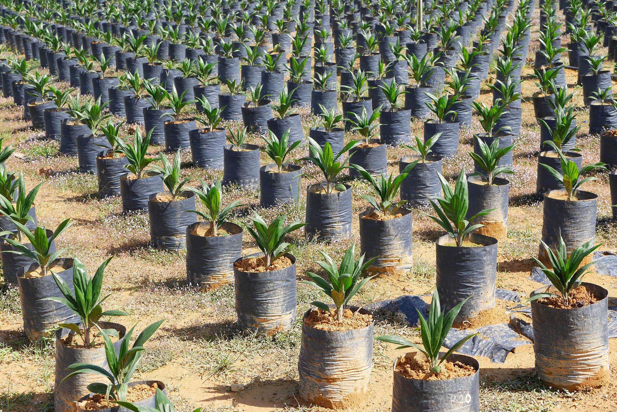Aceite de Palma